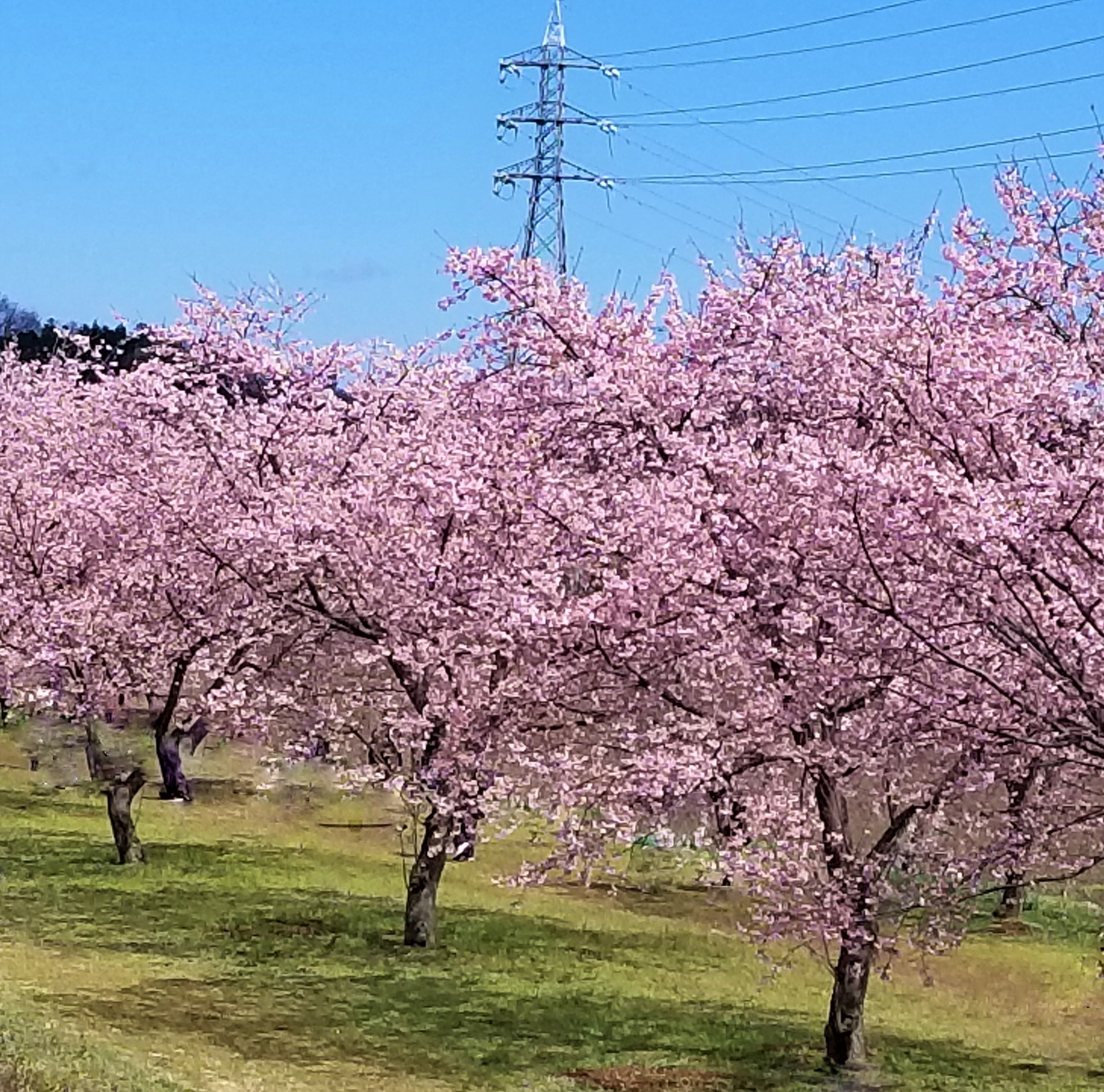 桜が綺麗な時期になりました 坂戸市にっさい花みず木